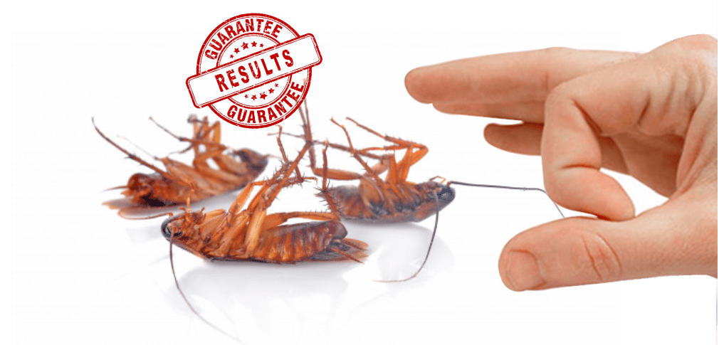 Cockroach Pest Control Melbourne