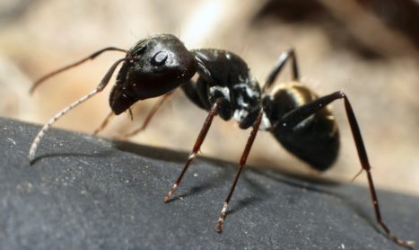 Ant Pest Control