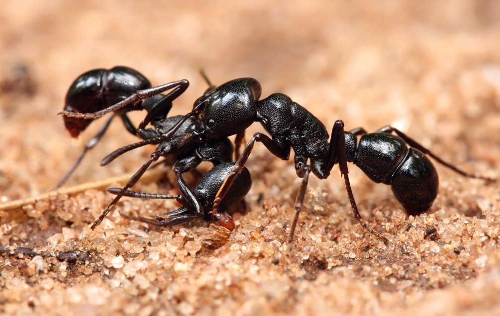 Ant Control in Melbourne