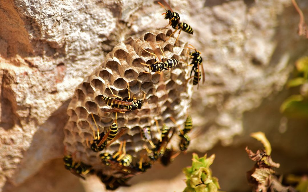 What is the best way to get rid of a bee infestation?