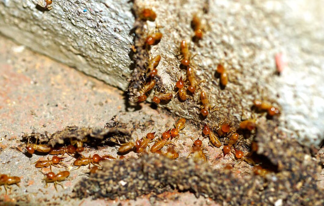 Termite Treatment in Melbourne by Bayswater Pest Control